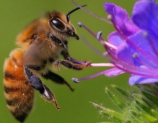 Як підвищити ефективність запилення люцерни медоносними бджолами